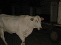 IMG_1342.JPG